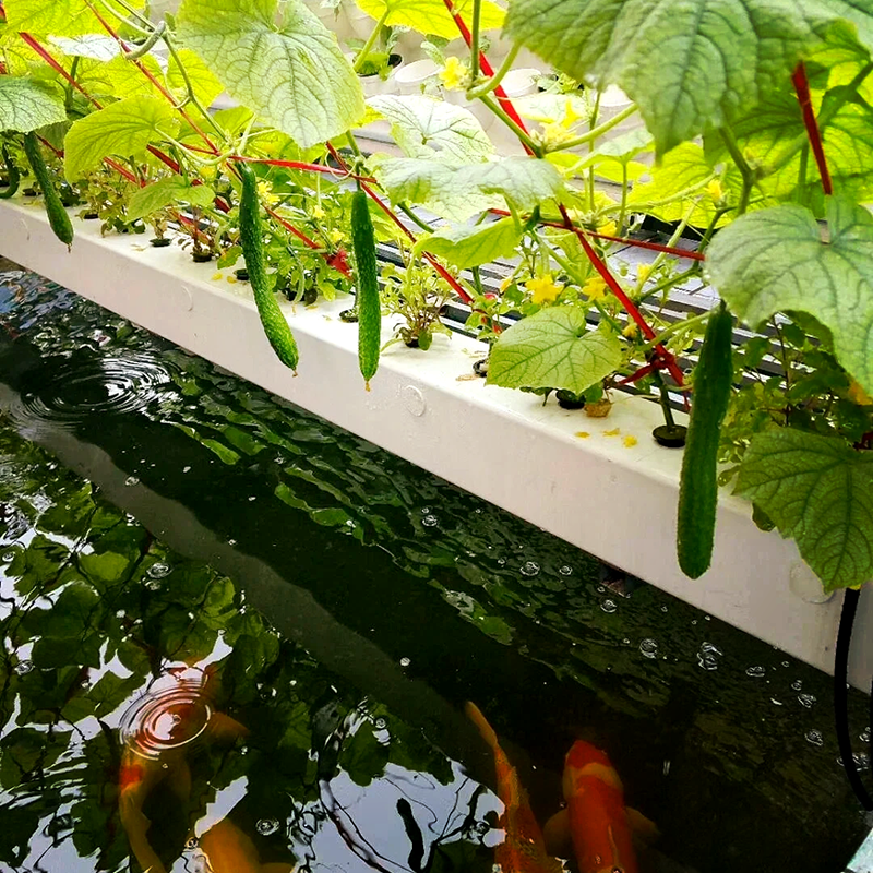 阿拉尔市水培蔬菜鱼菜共生 - 哪里好